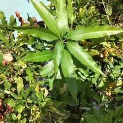 Selling 12” And 24”eastern indian mango Trees  $6 Each Or Two $10 Priced To Sell 