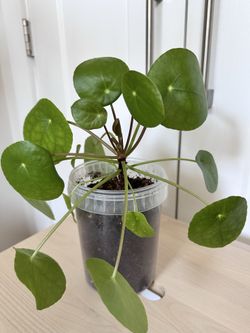The Chinese Money Plant (Pilea peperomioides)