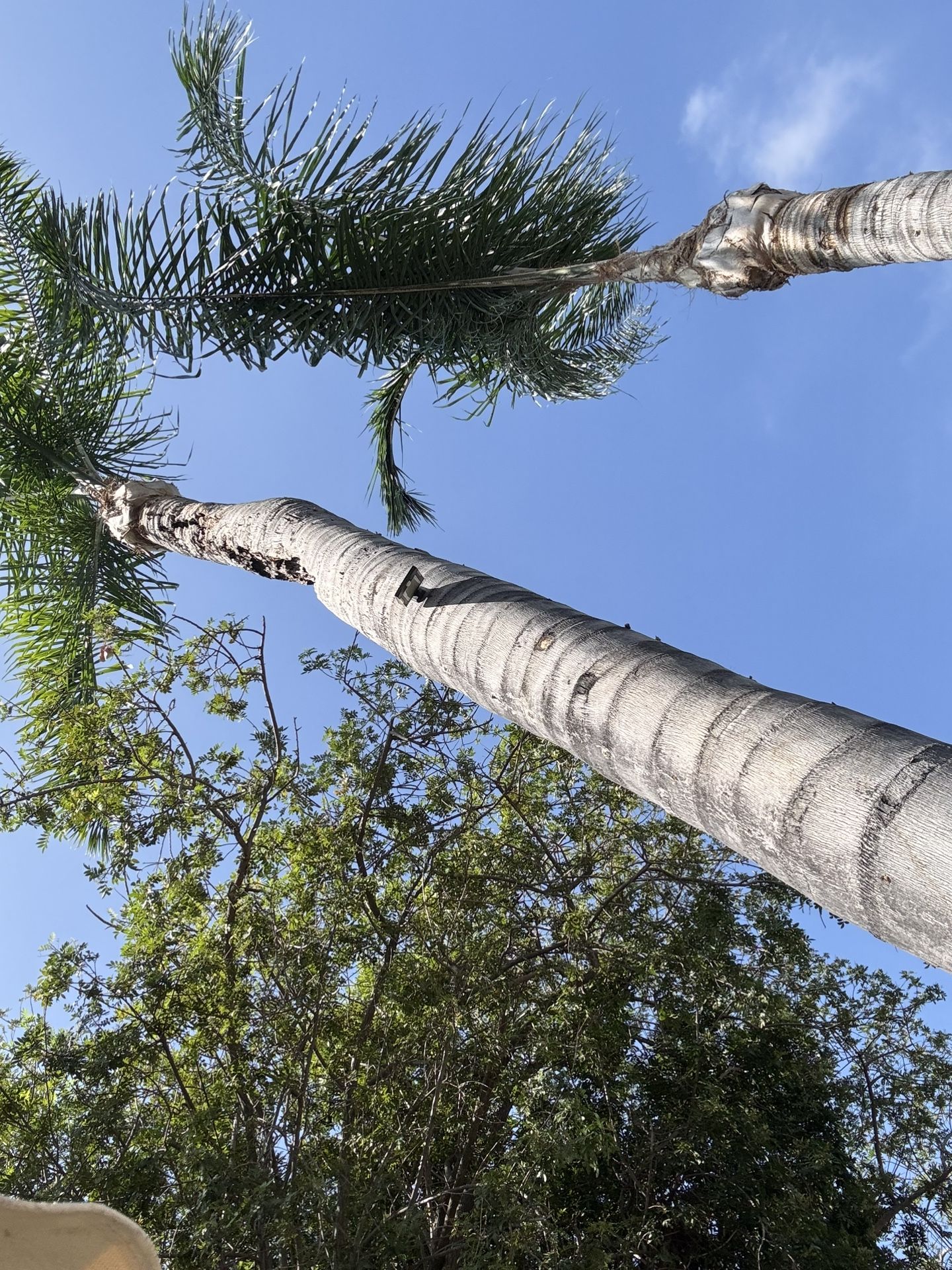 Palms And Trees Trimming