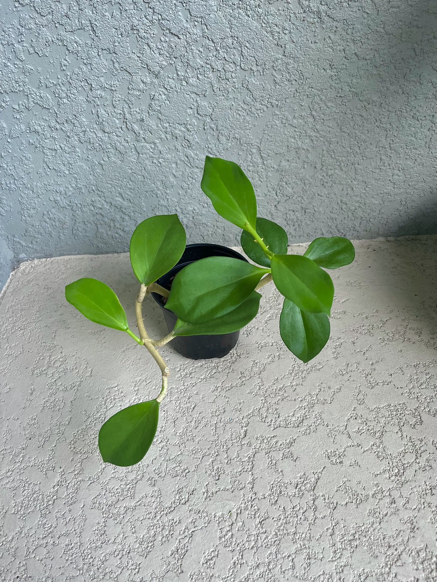 Hoya Pachyclada Plant