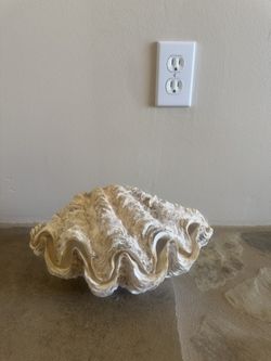 Natural Giant Clam Shell 