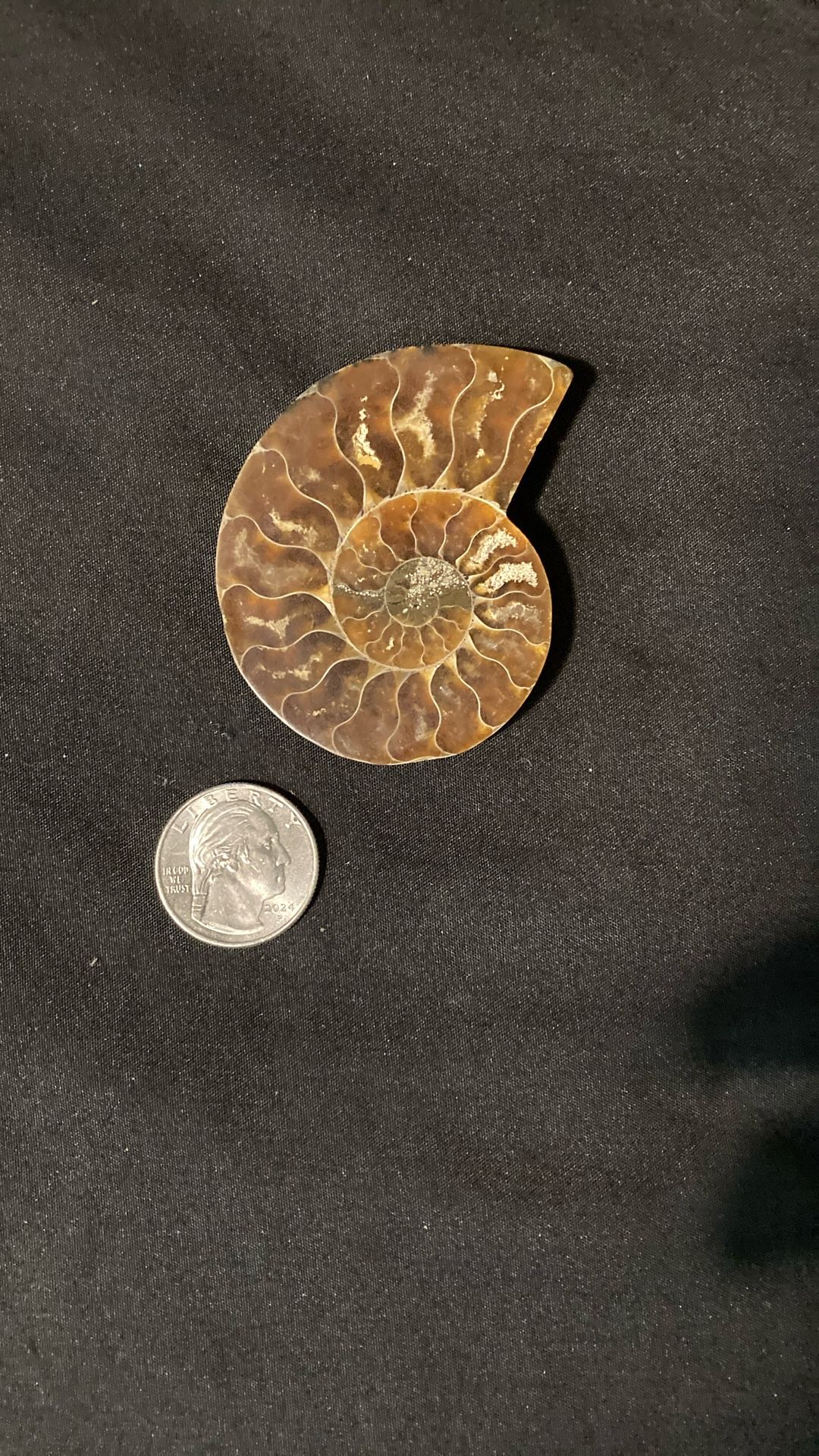 Ammonite Fossil