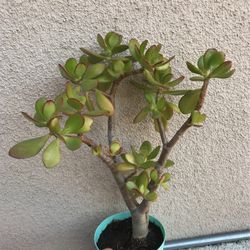 Beautiful Lucky Jade Plant