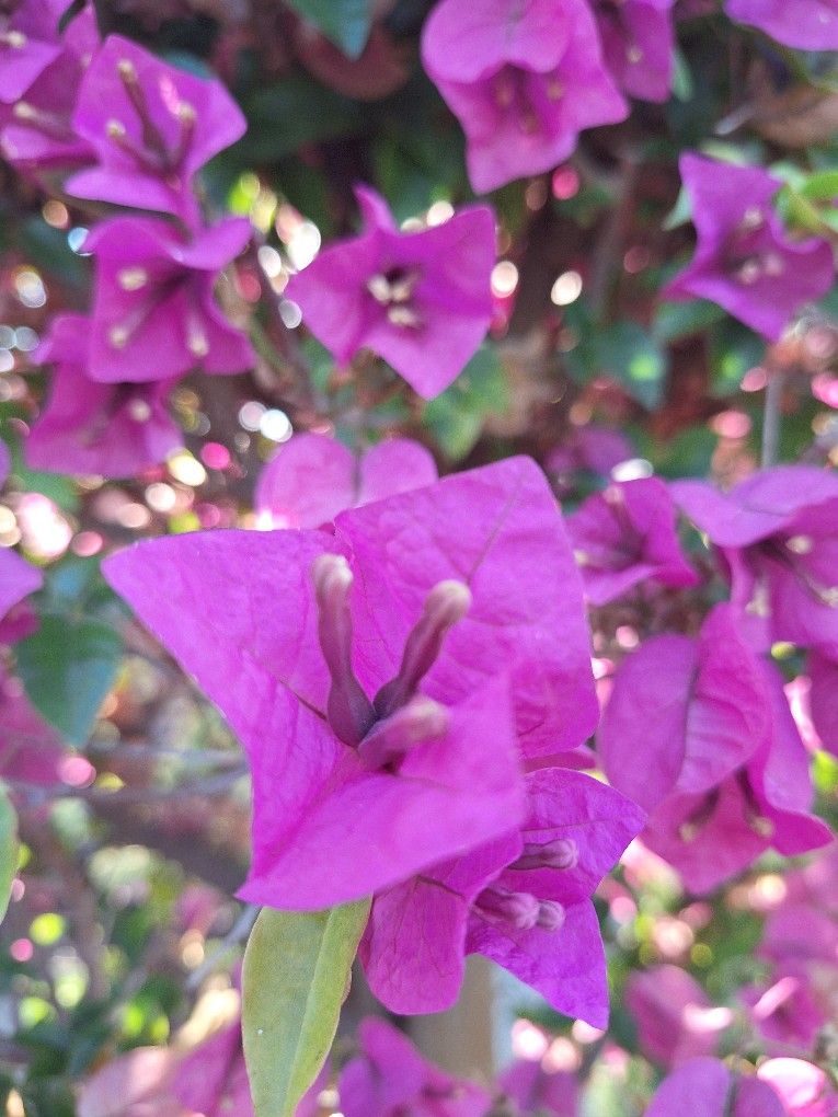 Bougainvillea Tree