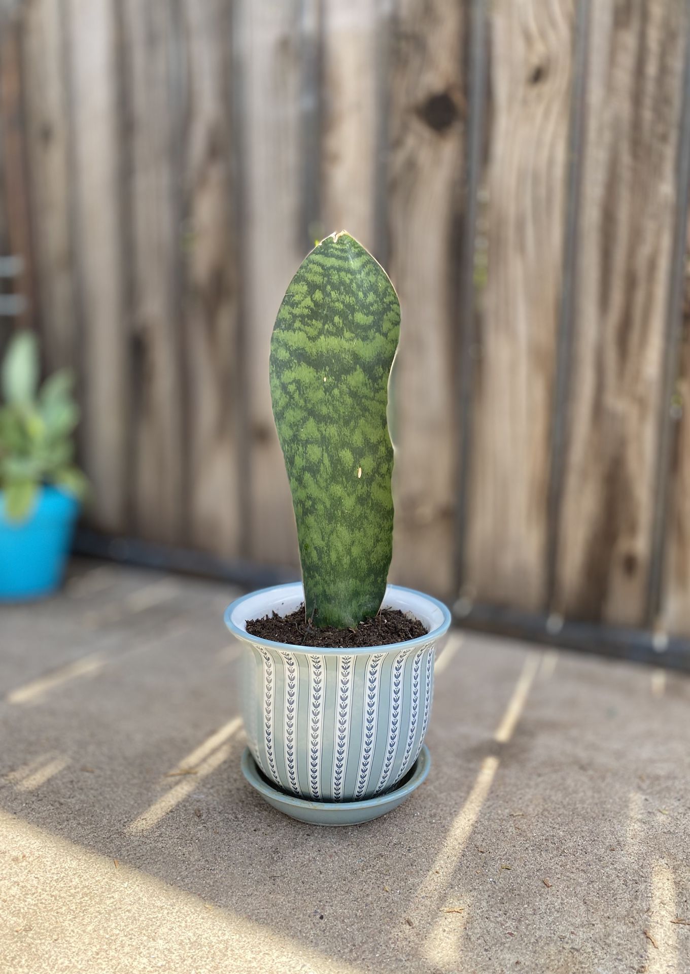 Whale Fin Sansaveria Plant