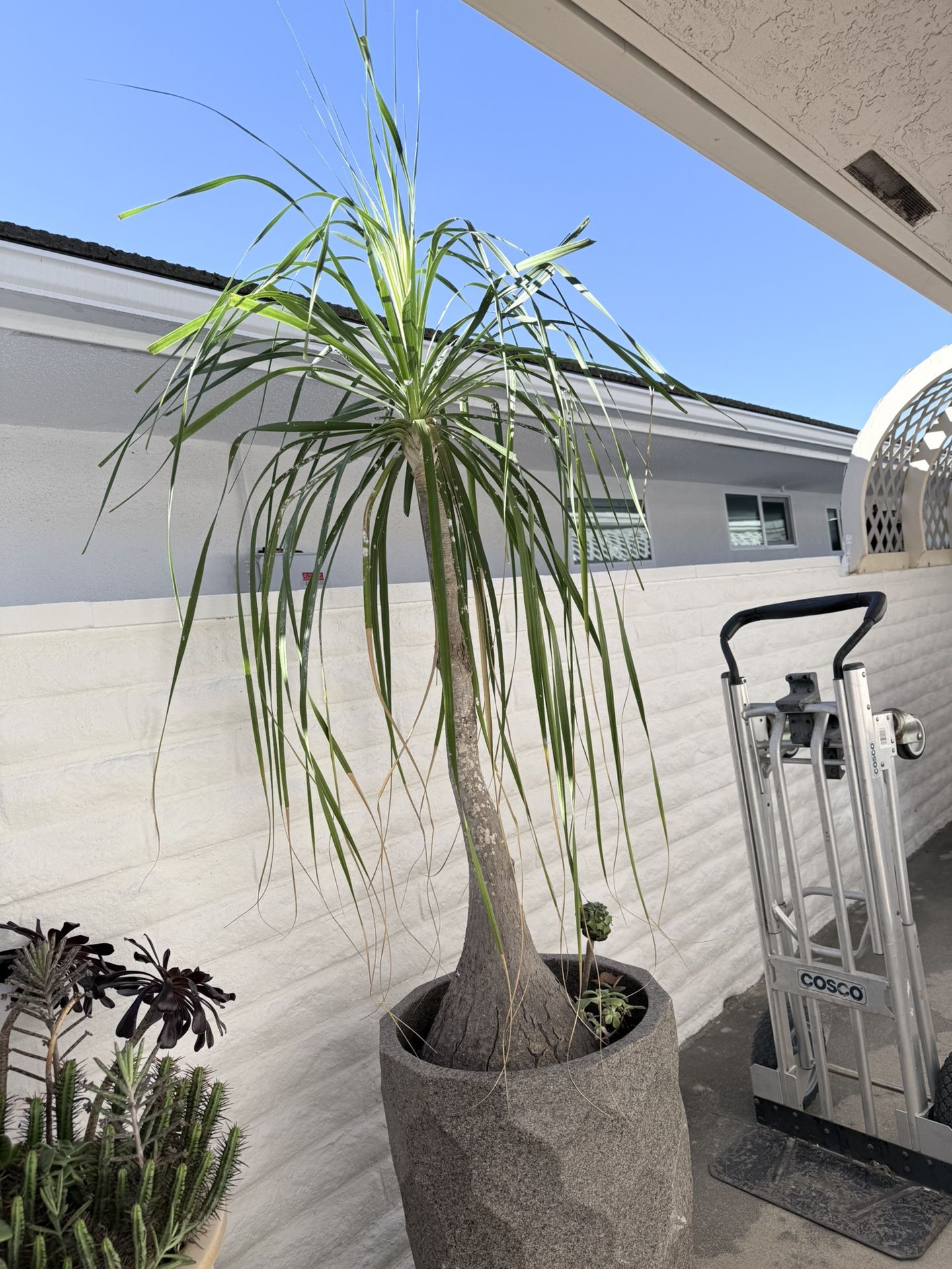 Ponytail Palm With Plant Pot