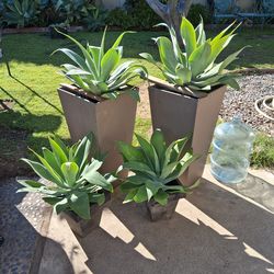 4 patio planters with blue agave plants