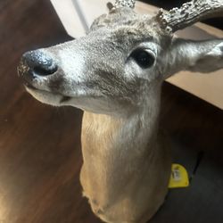deer head