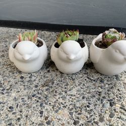 Succulent in a bird cement pot seven dollars per pot