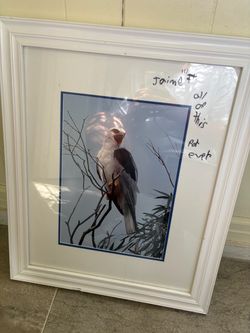 Custom Framed bird photo