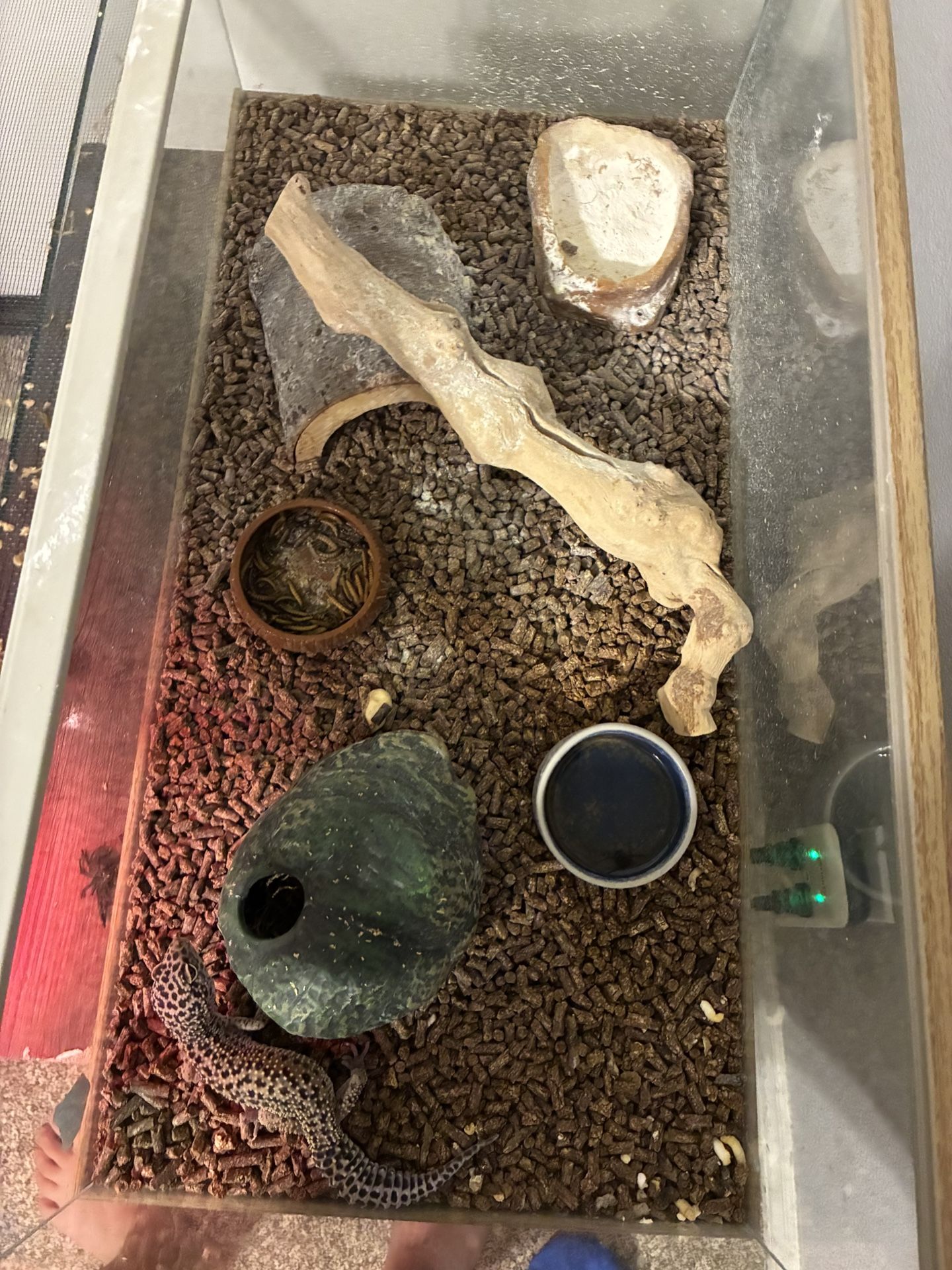 Female Leopard Gecko 5-20 Ish Gallon Tank