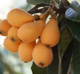 Organic Loquat trees