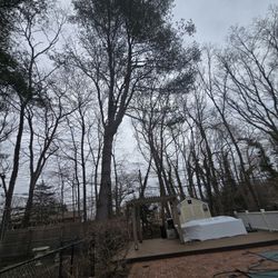tree work