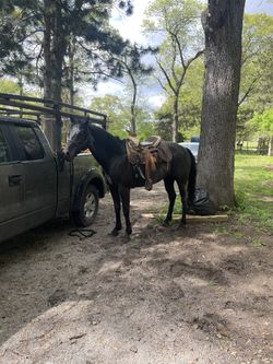 Herradero Horse Shoes