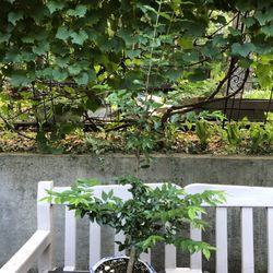 Vietnamese Jasmine 