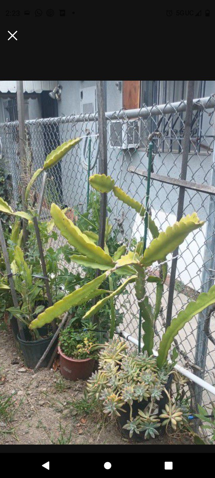 Dragon Fruit, Pitaya Pitahaya Plant In A Pot 