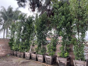24 Box 9ft Plus Ficus