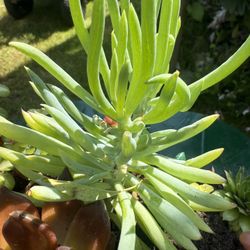 Succulent