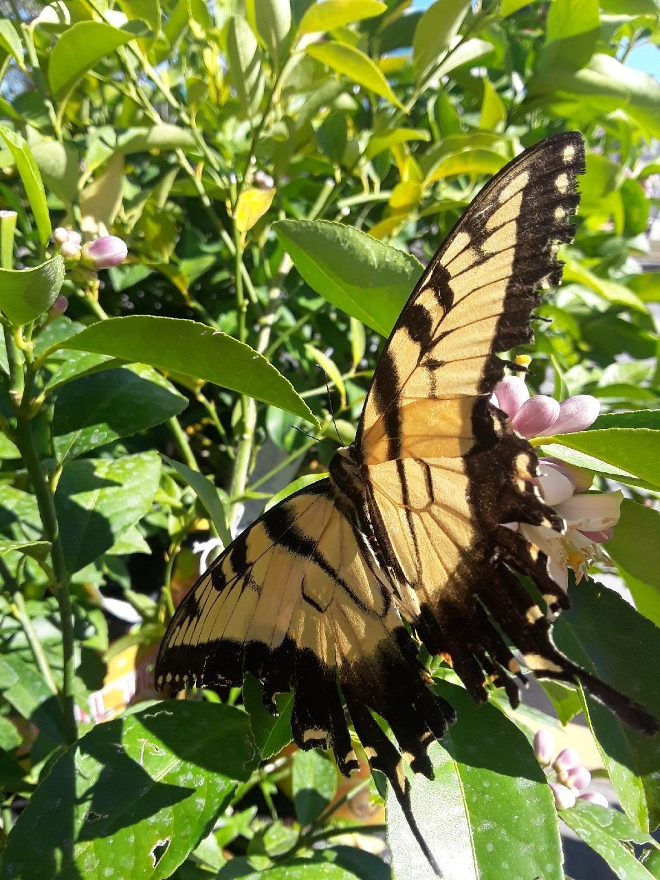 CONFEDERATE JASMINE for Sale in Plant City, FL OfferUp