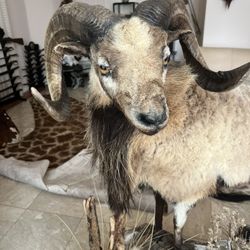 California Bighorn Sheep  Taxidermy Mount