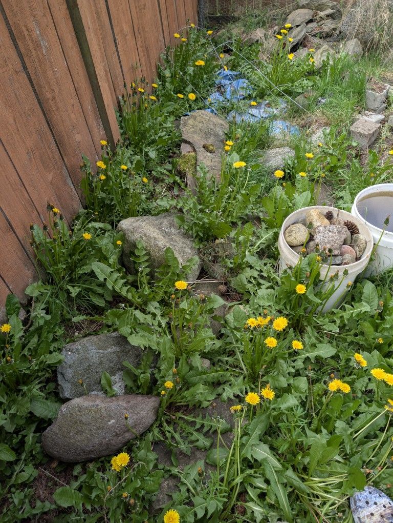 Landscaping / Fountain Pond Rocks