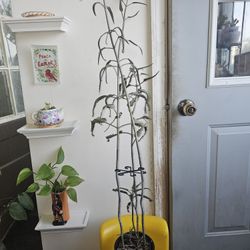 Kalanchoe/Mala Madre 