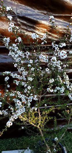#18   Blooming Tea Tree,  5gal Pot
