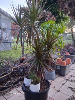 MARGINATA