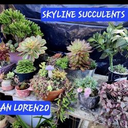 SAN LORENZ0 PLANT Sale SALE SUNDAY CHECK IT OUT 1PM TO 430 PM