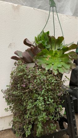 Succulent bowls 10 in pot