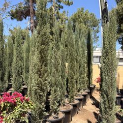 Italian Cypress  20 Gal 8-9 Feet Tall