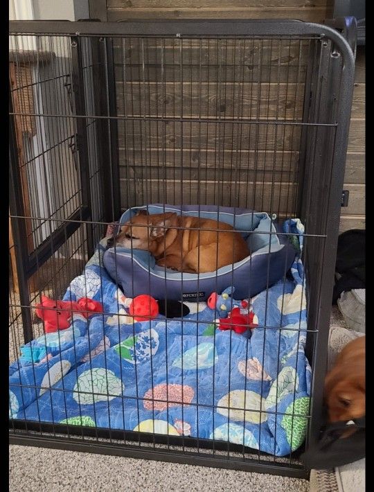 Dog Crate