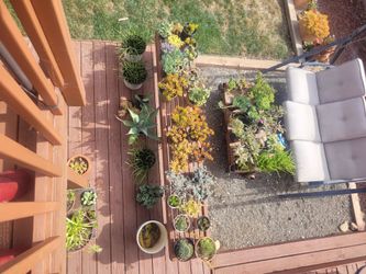 Lots of Succulents for Sale