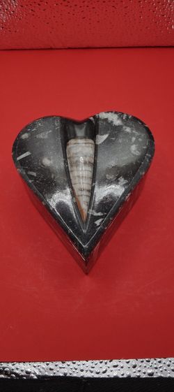 Heart Knife Orthoceras Container With A Lid 