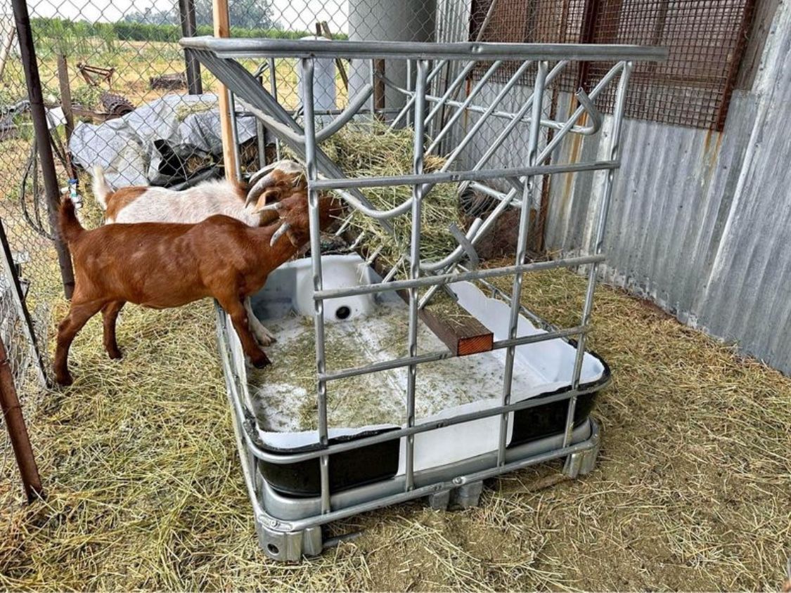 Livestock feeders