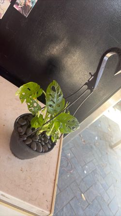 Hanging monstera plant