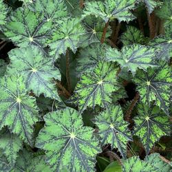 TROPICAL PLANTS FOR SALE 