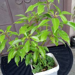 árbol de sombra de afuera