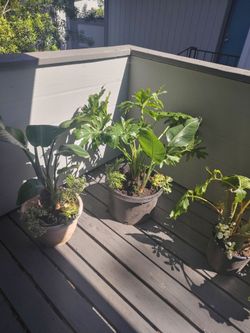 Home and garden