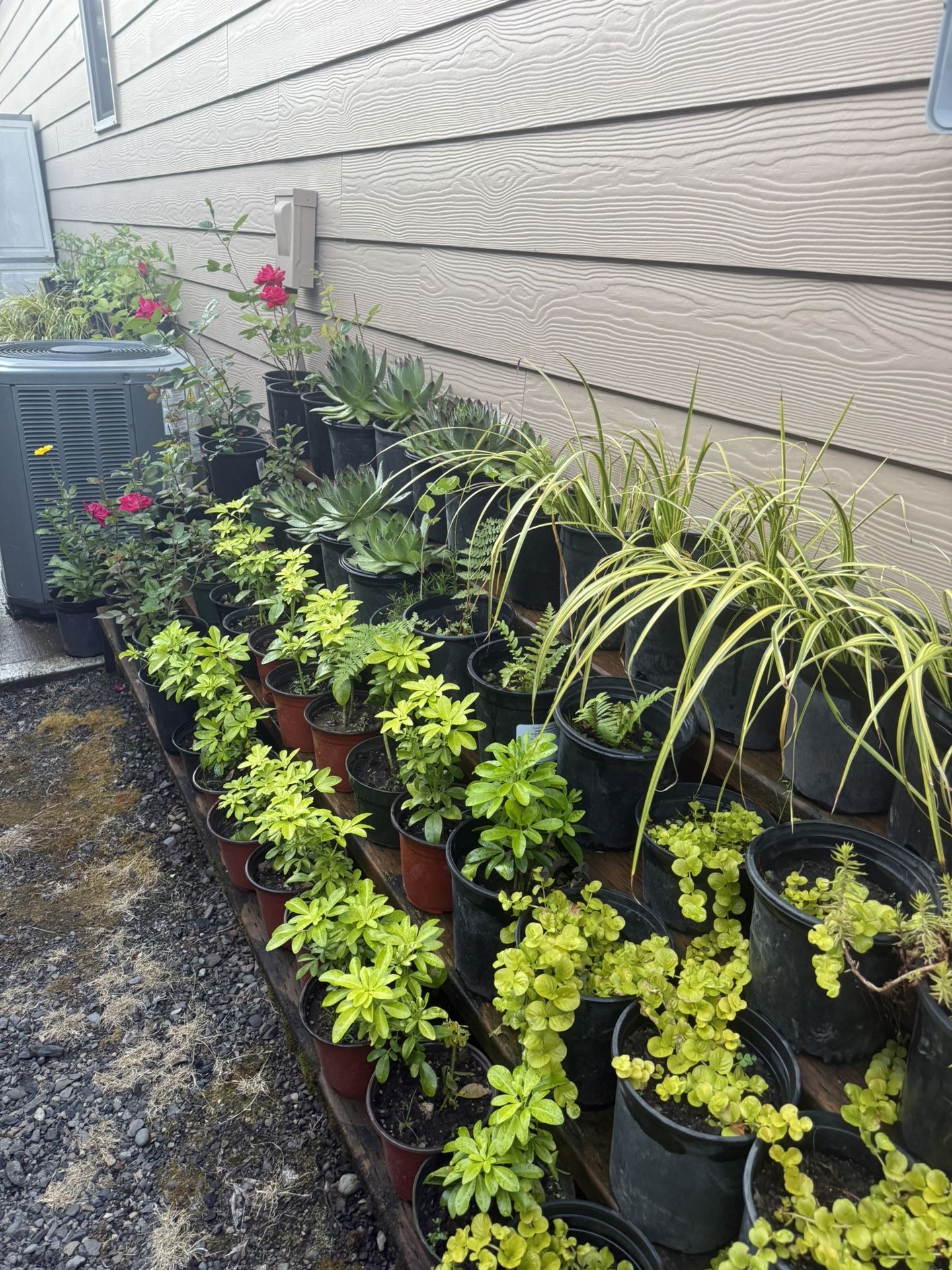 Perennial Plant
