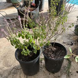 Plants For Sale (see List Below For Individual Prices)