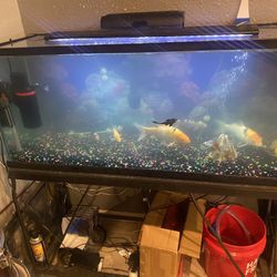 75 Gallon Fish Tank 