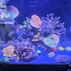 Reef Tank Og Bounce 