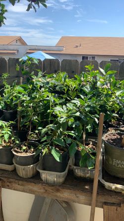Planta de guayaba fresa