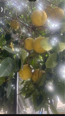 Grapefruit S