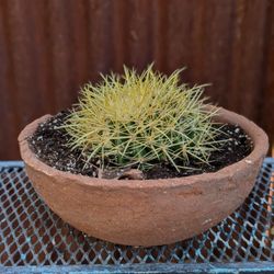 Small Yellow Barrel Cactus In Pot