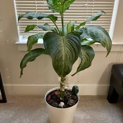 House Plants 