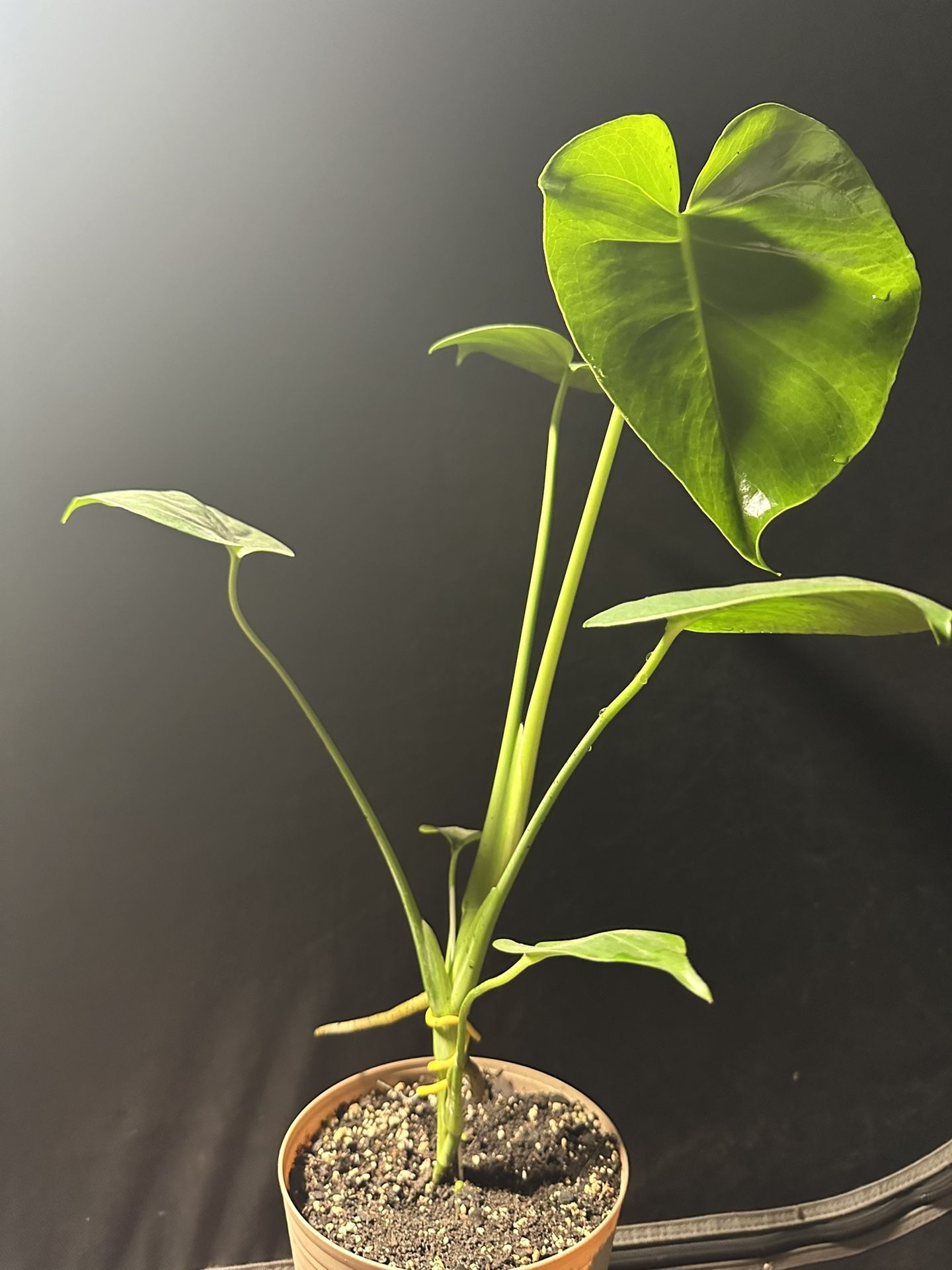 Swiss Cheese Plant