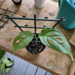 Monstera Adansonii Narrow Form Leaf Plant 