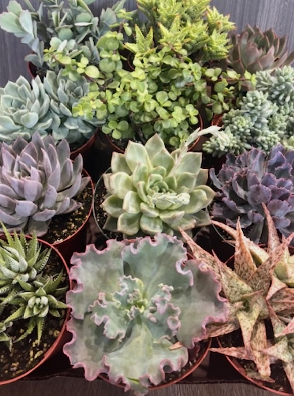 6” Succulents Asst 2Pcs Bundle